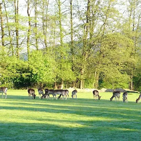Lejlighed Rehblick
